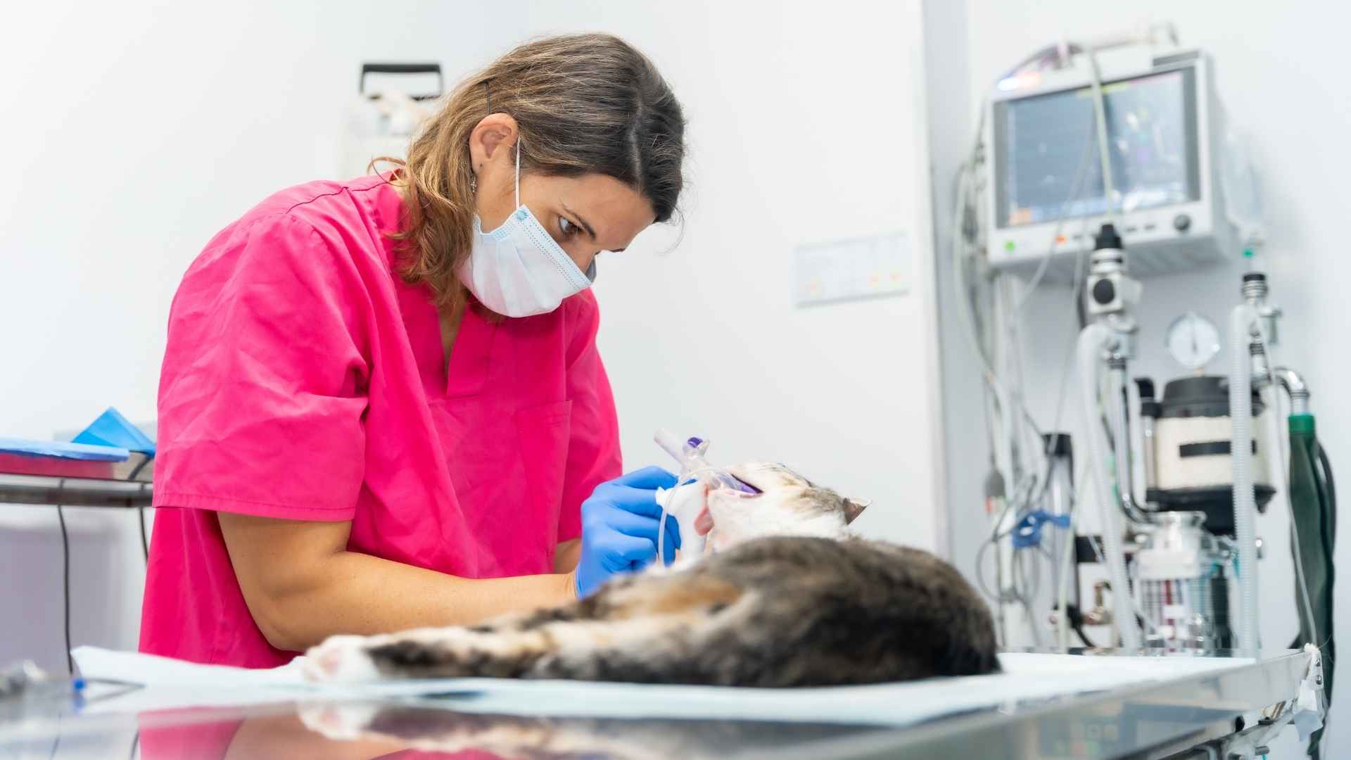 limpieza dental profesional en gatos